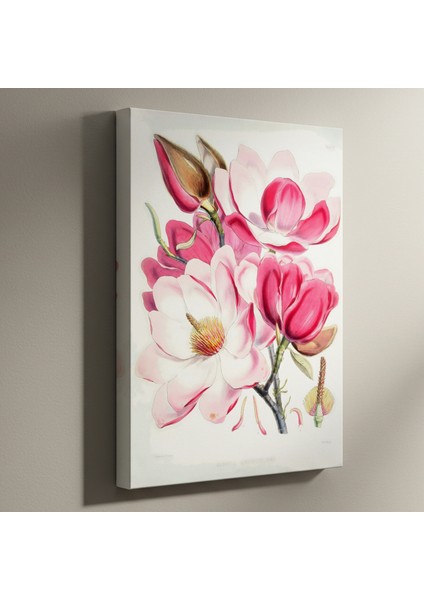 Pembe ve Beyaz Manolya Çiçeği Botanik Illüstrasyon Tablosu