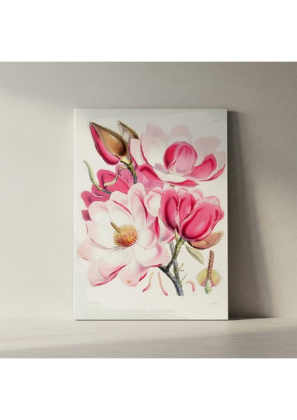 Pembe ve Beyaz Manolya Çiçeği Botanik Illüstrasyon Tablosu fiyatları