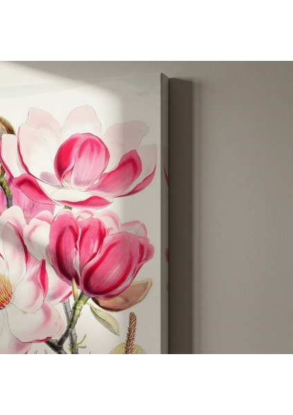 Pembe ve Beyaz Manolya Çiçeği Botanik Illüstrasyon Tablosu indirimleri