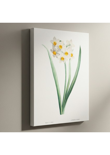 Vintage Beyaz Nergis Botanik Illüstrasyon Tablosu