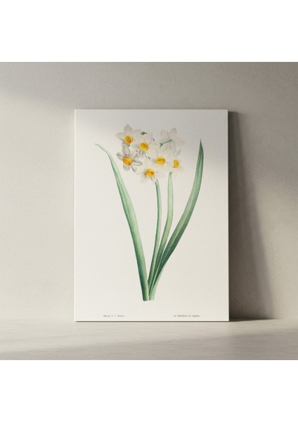 Vintage Beyaz Nergis Botanik Illüstrasyon Tablosu fiyatları