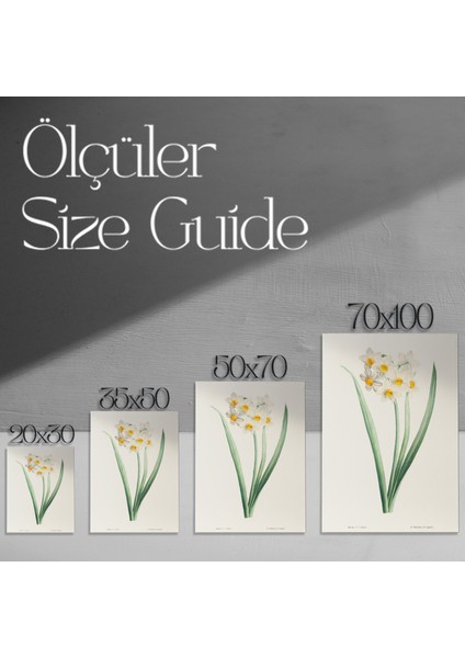 Vintage Beyaz Nergis Botanik Illüstrasyon Tablosu modelleri