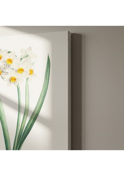 Vintage Beyaz Nergis Botanik Illüstrasyon Tablosu indirimleri