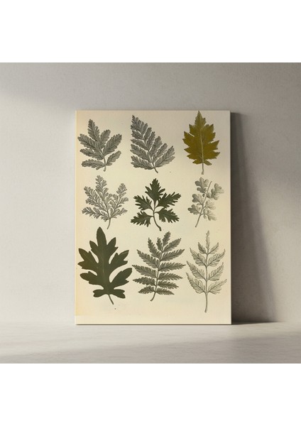 Vintage Botanik Illüstrasyon Tablosu fiyatları