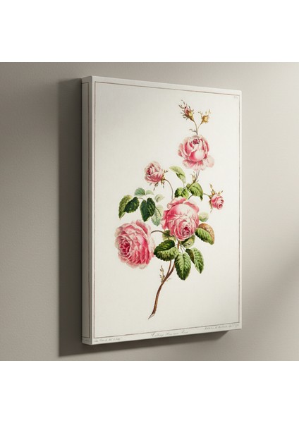Vintage Pembe Gül Botanik Illüstrasyon Tablosu