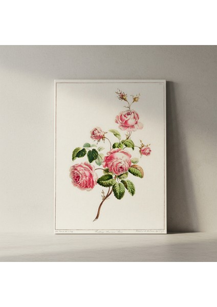 Vintage Pembe Gül Botanik Illüstrasyon Tablosu fiyatları
