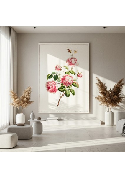Vintage Pembe Gül Botanik Illüstrasyon Tablosu fırsatları