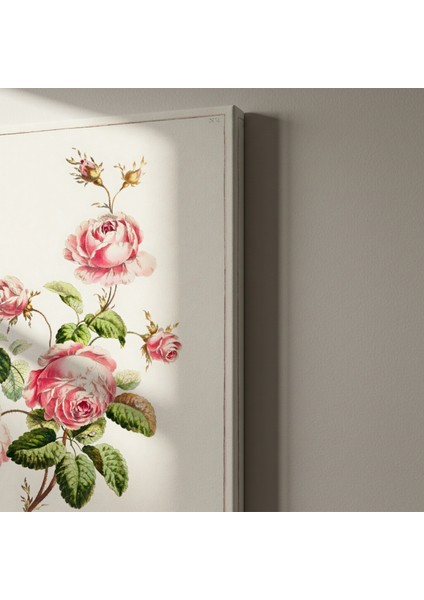 Vintage Pembe Gül Botanik Illüstrasyon Tablosu indirimleri