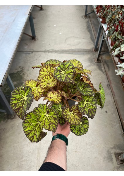 Begonia Froggy (Begonya Çiçeği) modelleri