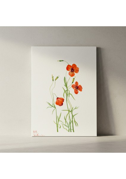 Suluboya Kızıl Haşhaş Çiçekleri Botanik Illüstrasyon Tablosu fiyatları