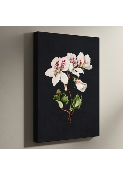 Karanlık Arka Planlı Beyaz Geranium Çiçeği Botanik Illüstrasyon Tablosu