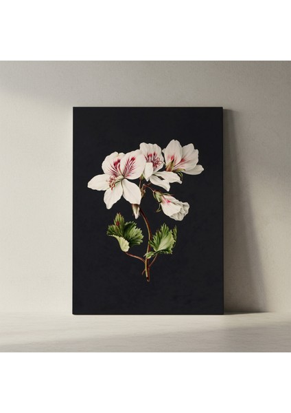 Karanlık Arka Planlı Beyaz Geranium Çiçeği Botanik Illüstrasyon Tablosu fiyatları