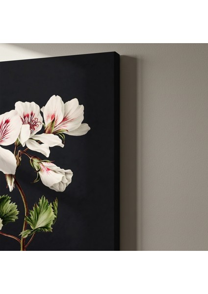 Karanlık Arka Planlı Beyaz Geranium Çiçeği Botanik Illüstrasyon Tablosu indirimleri