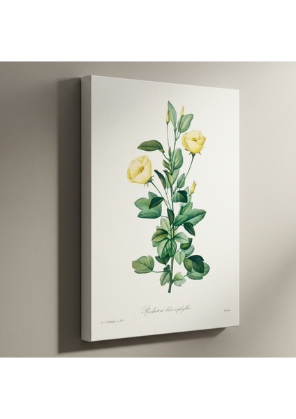 Sarı Çiçekli Bitki Botanik Illüstrasyon Tablosu