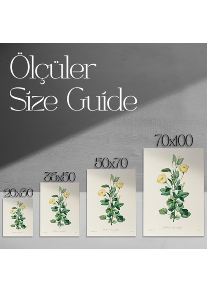 Sarı Çiçekli Bitki Botanik Illüstrasyon Tablosu modelleri