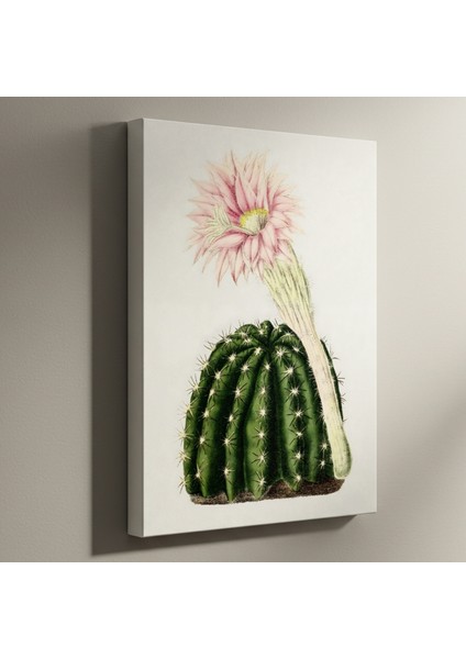 Vintage Kaktüs Çiçeği Botanik Illüstrasyon Tablosu