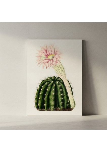 Vintage Kaktüs Çiçeği Botanik Illüstrasyon Tablosu fiyatları