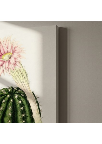 Vintage Kaktüs Çiçeği Botanik Illüstrasyon Tablosu indirimleri