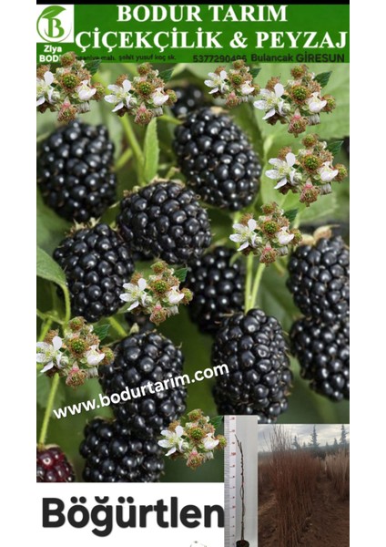 Bulancak 2 Yaşında Doku Kültür Sarmaşık Tüplü Topraklı Böğürtlen Çilek Fidanı