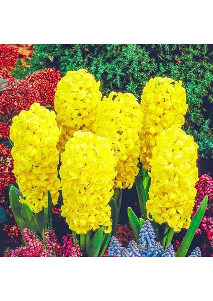 Yoğun Kokulu Gipsy Princess Sarı Sümbül Soğanı(3 Det)