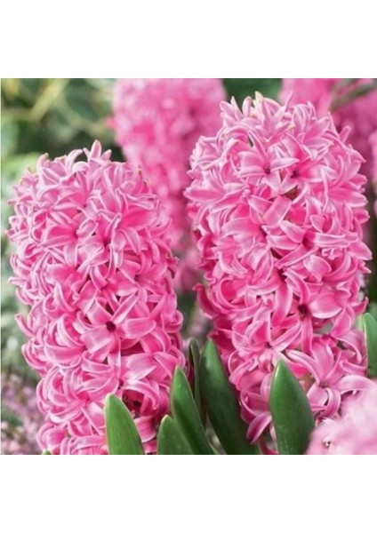 Yoğun Kokulu Pembe Pink Pearl Sümbül Soğanı (3 Adet)