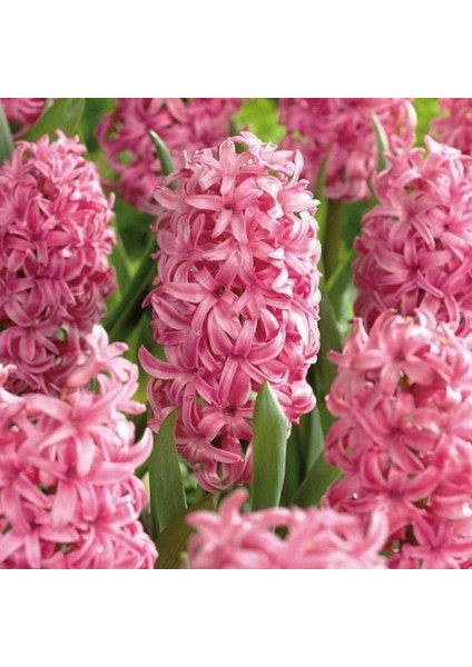 Yoğun Kokulu Pembe Pink Pearl Sümbül Soğanı (3 Adet) fiyatları