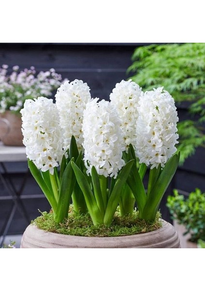 Yoğun Kokulu Beyaz White Pearl Sümbül Soğanı (3 Adet)