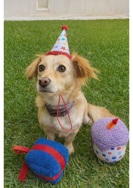 Köpek Parti Kutusu 5’li Set | Parti Şapkası, Peluş Pasta, Peluş Hediye Kutusu ve 2 Ödül Maması fiyatları