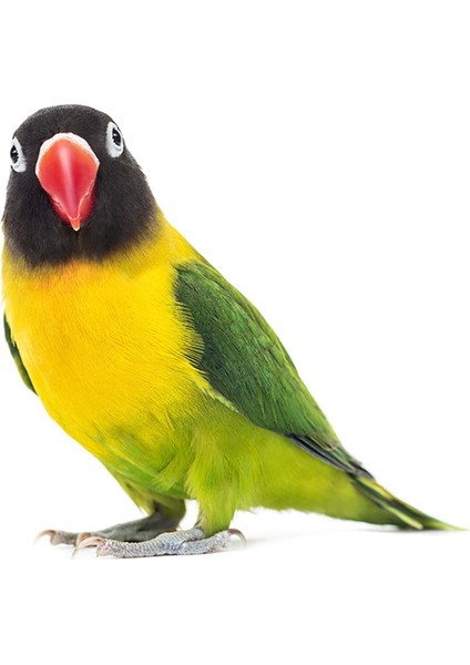 Lüks Premium Sultan & Cennet Papağan Yemi 800 Gram + 100 Gram Kızıştırıcı Hediyeli fırsatları