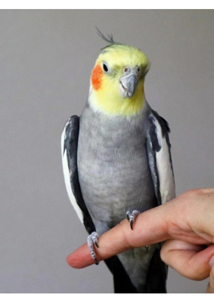 Lüks Premium Sultan & Cennet Papağan Yemi 800 Gram + 100 Gram Kızıştırıcı Hediyeli indirimleri