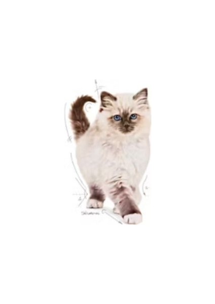 Kitten Yavru Kedi Maması -2 kg fırsatları
