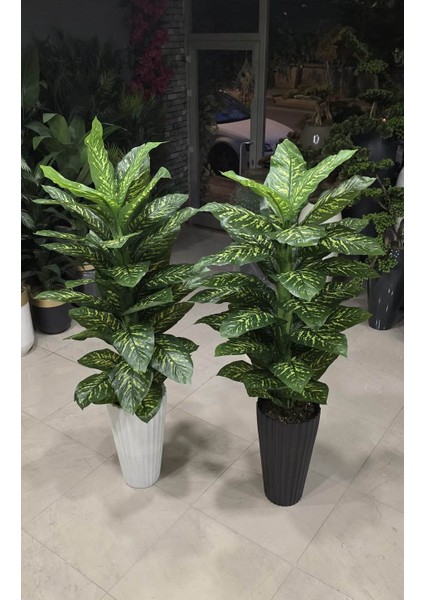 Beyaz Büyük Tırtıklı Saksıda Difenbahya -180 cm