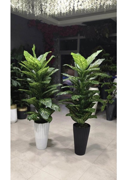 Beyaz Büyük Tırtıklı Saksıda Difenbahya -180 cm fiyatları