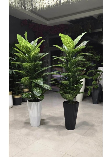 Beyaz Büyük Tırtıklı Saksıda Difenbahya -180 cm modelleri