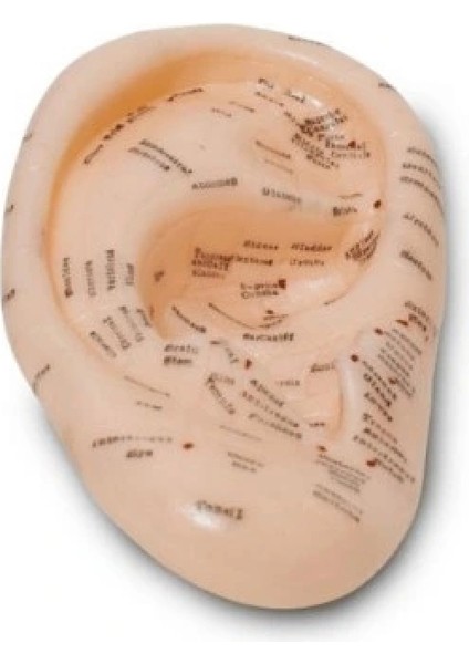 Kulak Akupunktur Modeli Detaylı Nokta Gösterimi