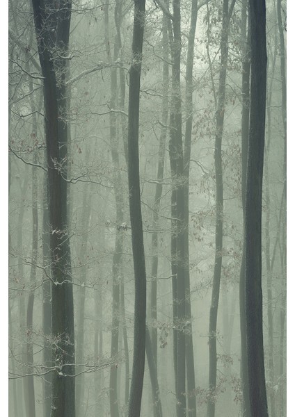 Sisli Orman Manzaralı Tek Parça Duvar Kağıdı modelleri