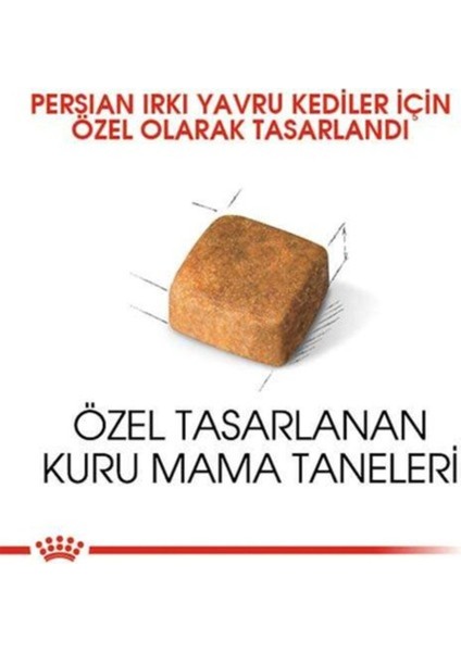 Kitten Persian 32 Yavru Iran Irk Maması 2 kg fiyatları