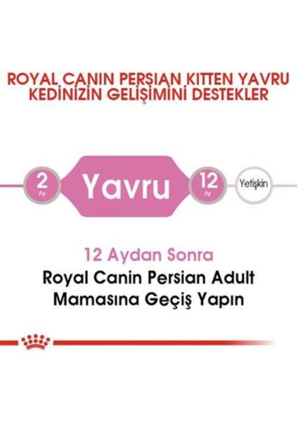 Kitten Persian 32 Yavru Iran Irk Maması 2 kg fırsatları