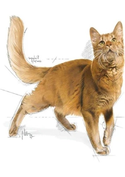 Fit 32 Yetişkin Kuru Kedi Maması 4 kg indirimleri