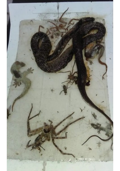 Fare Yılan Çiyan Kırkayak Örümcek Yakalama Bantı Çok Güçlü Yapışkan Kesin Sonuç fiyatları