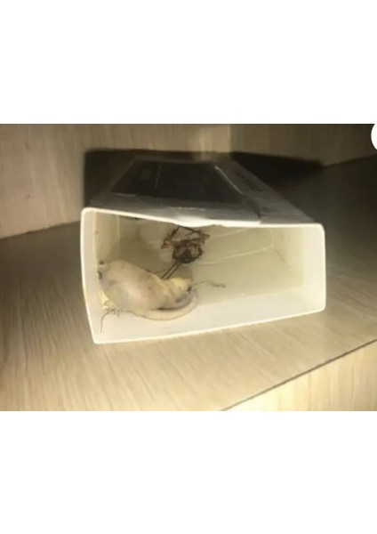 Fare Yılan Çiyan Kırkayak Örümcek Yakalama Bantı Çok Güçlü Yapışkan Kesin Sonuç modelleri