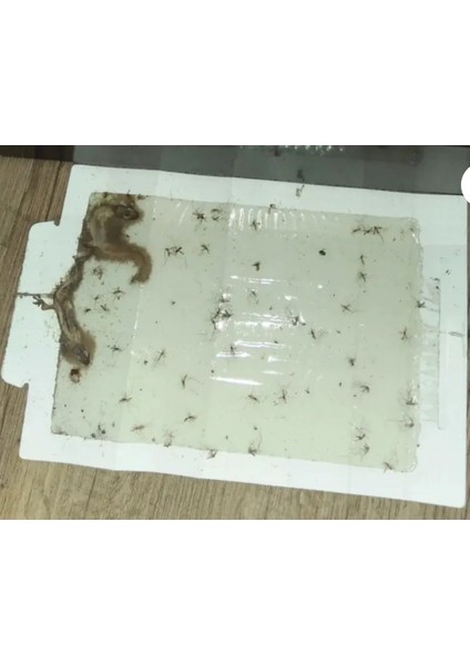 Fare Yılan Çiyan Kırkayak Örümcek Yakalama Bantı Çok Güçlü Yapışkan Kesin Sonuç fırsatları