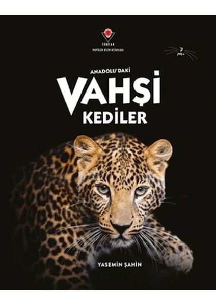 Anadolu'daki Vahşi Kediler