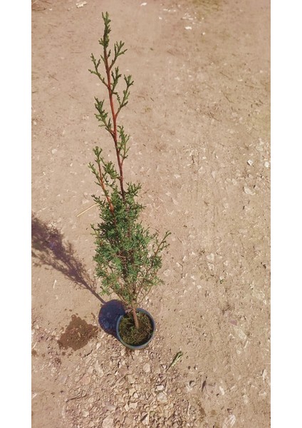 Mezarlık Çamı 2 Adet - Kabir Ağacı 1 Metre modelleri