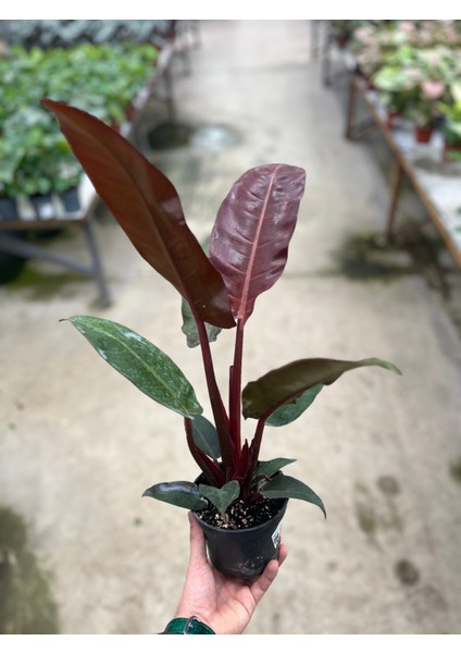 Philodendron 'Red Sun' modelleri