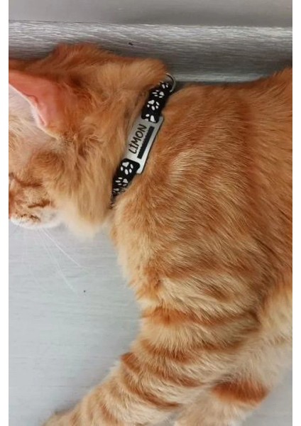 Sallanmayan Kedi Tasması Metal Isimlikli Sallanmayan Kedi Künyesi modelleri