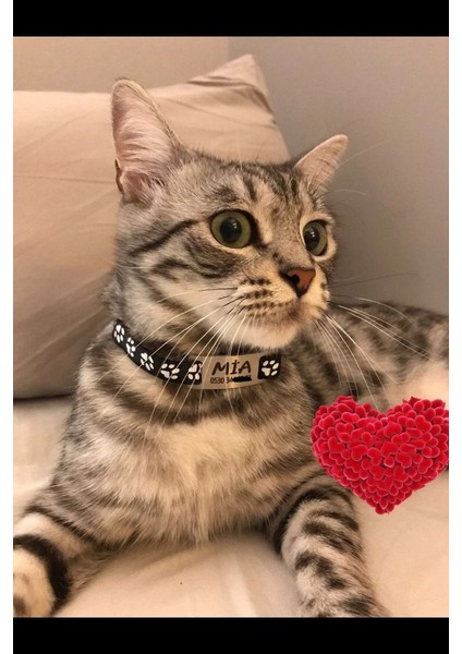 Sallanmayan Kedi Tasması Metal Isimlikli Sallanmayan Kedi Künyesi fırsatları