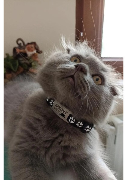 Sallanmayan Kedi Tasması Metal Isimlikli Sallanmayan Kedi Künyesi indirimleri