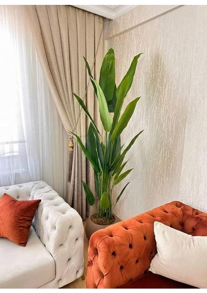 Beyaz Plastik Küre Saksıda 24 Yapraklı Starliçe - 210 cm