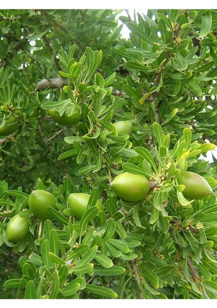Argan Yağı / Argan Oil 50ML indirimleri